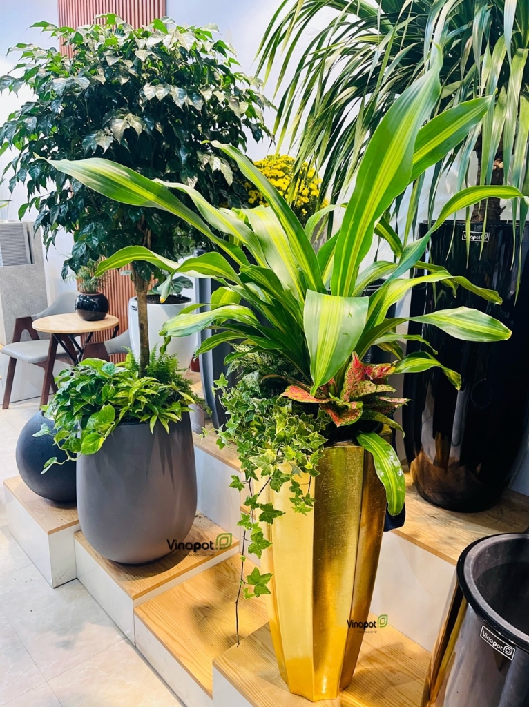 Chậu Composite cao cấp