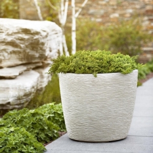 Chậu Cây Esteras Hawera