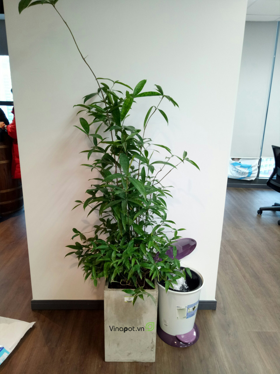 Chậu xi măng nhẹ trồng cây văn phòng