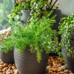 Chậu bê tông trồng cây Vinapot