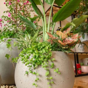 Chậu bê tông trồng cây Vinapot