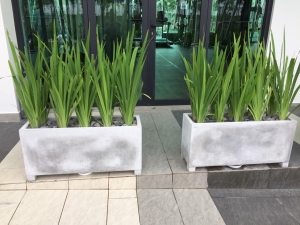 Chậu xi măng nhẹ fiber