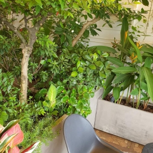 Chậu gỗ nhựa Composite được sử dụng cho các không gian hiện đại từ khách sạn, resort, trung tâm thương mại đến sân vườn, nhà cửa