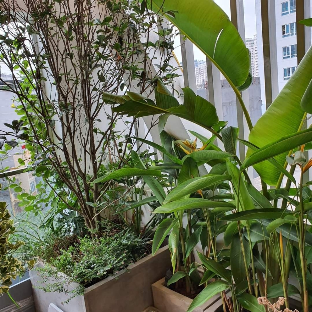 Các mẫu chậu xi măng