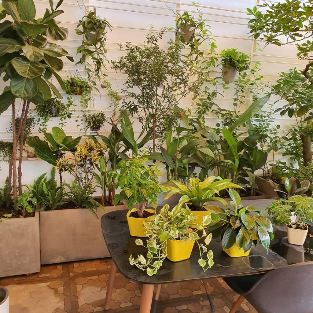 Các mẫu chậu xi măng