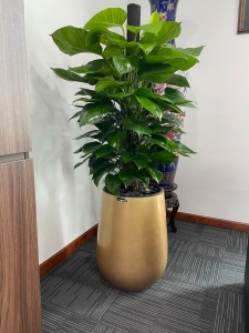 Thiết kế tinh tế với chậu cây nhà Vinapot