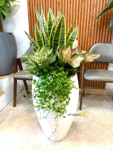 Chậu cây cao cấp Vinapot