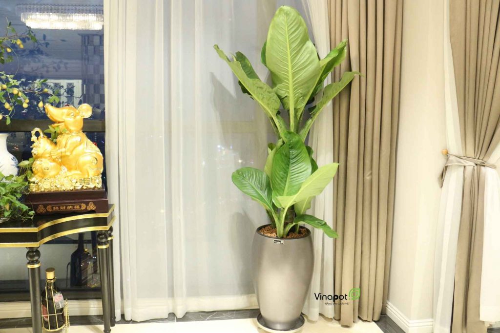 Chậu Composite Cao cấp Premier Lazuli ROS