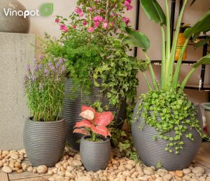 Phủ xanh nhà bạn với những mẫu chậu Composite đa dạng
