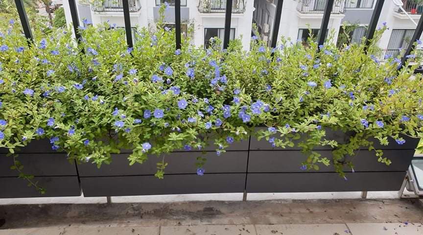 Xu hướng trang trí chậu cây hiện nay